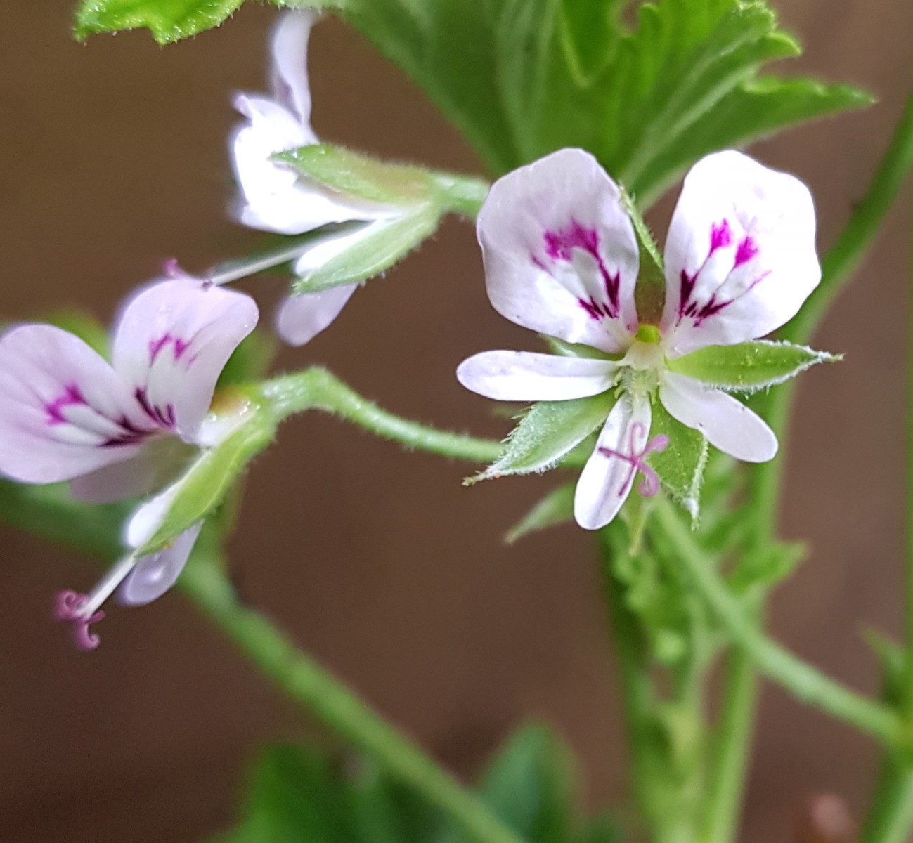 Pelargonium scabrum géranium au parfum de citron naturel pour éloigner les moustiques du balcon