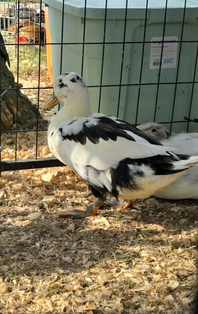 12+ Assorted Duck Fertile Hatching Eggs - Cayuga, Blue Sweddish, Acona, Magpie View 5