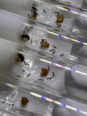 ( FEEDER INSECT) Ant Queen - Live Fire Ant Queen + Workers (Solenopsis Invicta)