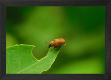 Leafcutter Framed Wall Art Poster Canvas Print Picture