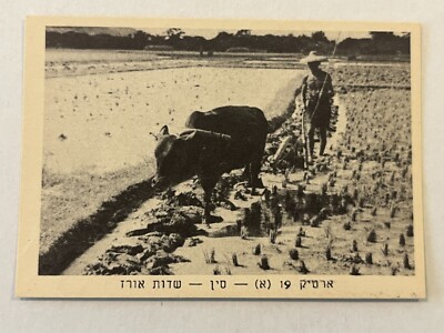 Rice fields in China From Israeli ARTICK CARD ALBUM Collectors 1950's