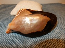 Sea Shell Belt Buckle