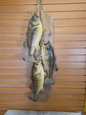 JVBH40 Stringer Of 3 Largemouth Bass 18" Fish Taxidermy