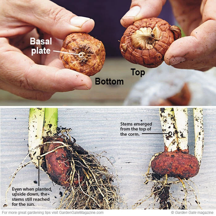 Gladiolus Fifteen Mixed Color Blend Tall Flower Bulbs Croms 12/14CM - Image 2 of 2