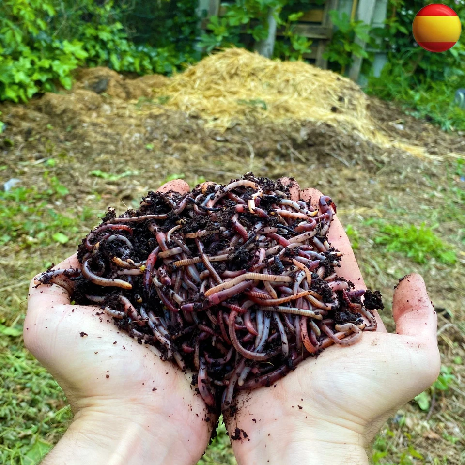 GRANJA DI MOUTTA Lombrices | Lombriz de Tierra vivas Eisenia