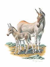 Dziki osioł Unpaarhufer Horselike - Obraz z nadrukiem artystycznym - 25,5 x 17,5 cm