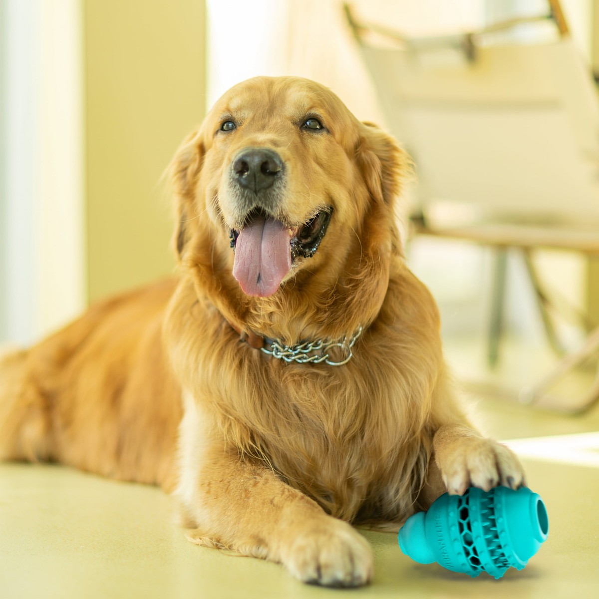 Medium Treat Buddy Dog Toy Long-lasting In/Outdoor Safe Rubber Heavy  chewing 5