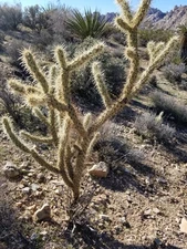 Cylindropuntia acanthocarpa Cholla  Silver Cholla Yellow/Orange  Flowers 1x Cane