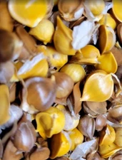 2025 New Mexico Organic 50 Elephant garlic corms ready for planting