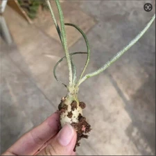 1-2cm Succulent Cactus Plants Astrophytum Caput-medusae Plants Root Tuber