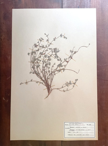 Antique Herbarium Botanical Specimen 1940s - Bird's Foot Trefoi1 l1" x 17"