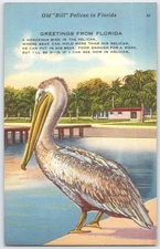 Vintage Florida Pelican Postcard by Tichnor Bros. Linen Era 95
