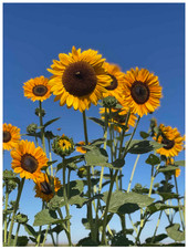 Great SunWall Sunflower Seeds Free Shipping 