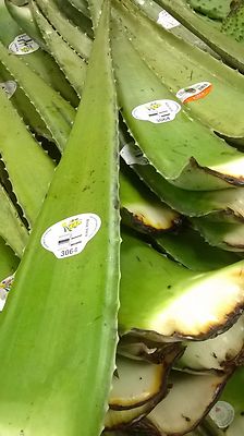 Aloe Vera plants with roots, BOGO BONUS By 10/31, 4 plants per order +- 8"  | eBay