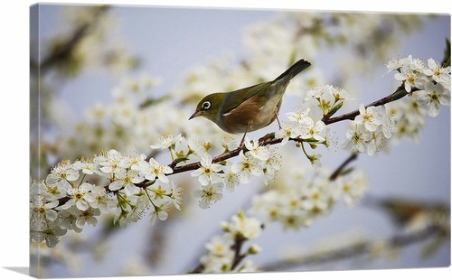 ARTCANVAS Bird and Blossom Flowers Home Decor Canvas Art Print - Picture 13 of 15