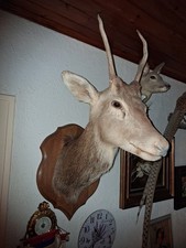 Tête De Dagueau (Jeune Cerf)
