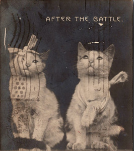 After the Battle Postcard Two Cats Bandaged as Injured Soldiers Rotograph c1905