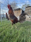 16 Lloyd Miner Blue Eggs  — photo 4
