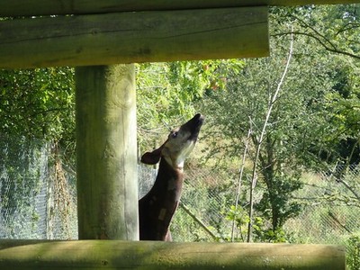 Photo A2 Okapi at the Wild Place Catbrain The Wild Place is a conservati c2021