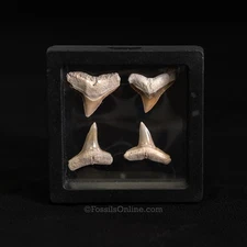 Bone Valley Bull & Lemon Shark Tooth Collection – 3" Display Case 3442