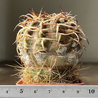 A13-1226 Gymnocalycium riojense v. paucispinum, grafted