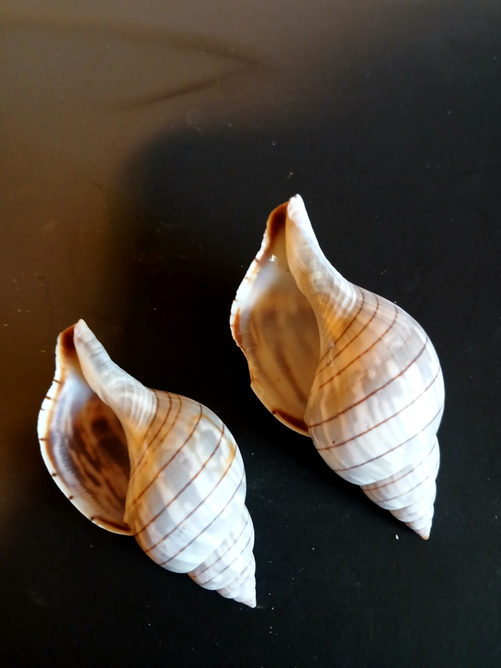 2 beautiful bluegray Banded Tulip specimen sea shells, 6775mm eBay