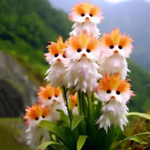 Gran cara de flores semillas de orquídea están llenas de plantas de jardín en maceta fragantes - Imagen 14 de 20
