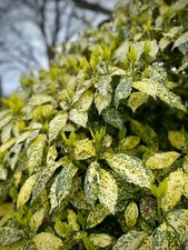 Gold Dust Aucuba Live Plant – Evergreen Shade Shrub –