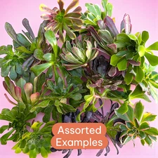 Aeonium Variety Pack Succulent Plant