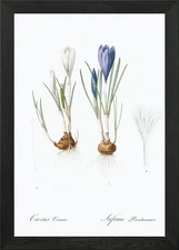 Crocus Vernus & Safran Printanmier Framed Wall Art Poster Canvas Print Picture