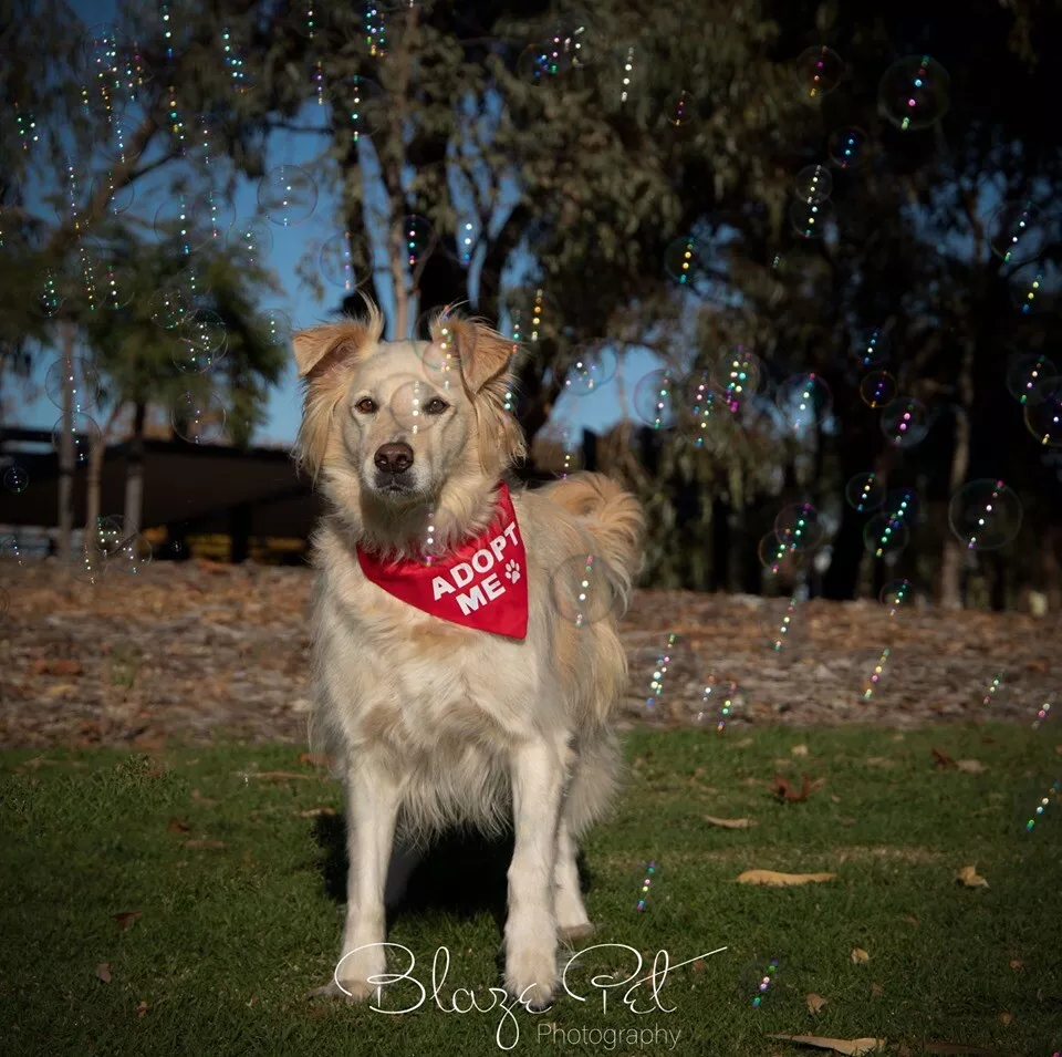 Rescue shop dog bandana