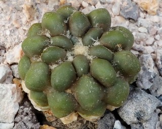 Cintia knizei 2 5 cm Durchmesser mit langer Rübenwurzel
