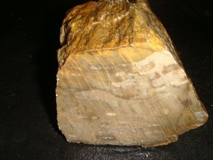 OLD PETRIFIED WOOD FULL ROUND END CUT SPECIMEN   4  1/2  +   POUNDS