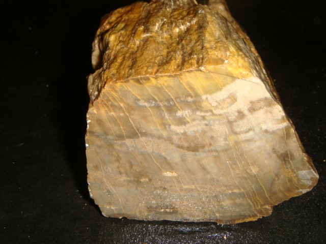 OLD PETRIFIED WOOD FULL ROUND END CUT SPECIMEN   4  1/2  +   POUNDS