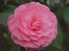( 1 ) - Pink Perfection Camellia Japonica - Starter Plant ( 4L )( 1 live plant )
