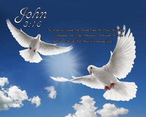 Bible Verse John 3 16 Christian Christianity 8 X 10 Glossy Photo Picture Ebay