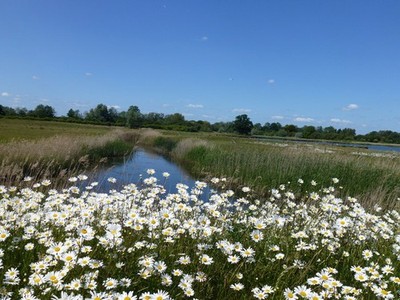 Photo A3 Leucanthemum vulgare Stowgate Drifts of Oxeye Daisy at the edge c2015