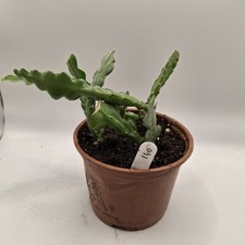 Epiphyllum Anguliger 'Fishbone Cactus' Zig Zag Rooted 1x Rooted Plant In Pot