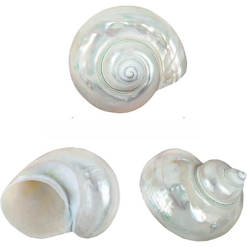 Large White Jade Turbo Natural Conch Hermit Crab Seashell Real Shell 2 ...