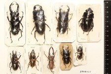 2608037. Mixed Lucanidae from Jawa. Dorcus Hexarthrius Prosopocoilus Cyclommatus