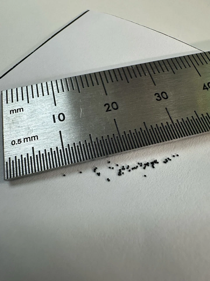 Drosera paradoxa "NT Form" plantas carnívoras semillas de rocío solar 25+ por pedido Foto 2 de 2