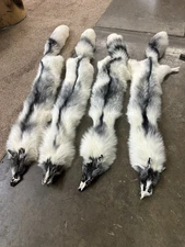 GIANT ( WHITE MARK )  RANCH FOX THESE ARE MUTATION FOX