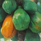 Carica Papaya, the Papaya, Pawpaw or Fruta Bomba 100 seeds