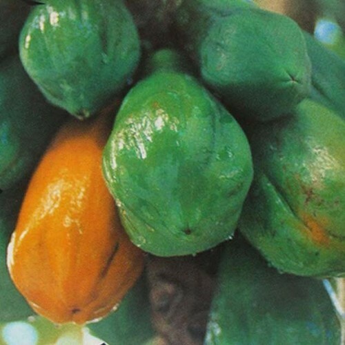 Carica Papaya, the Papaya, Pawpaw or Fruta Bomba 100 seeds - Picture 1 of 1