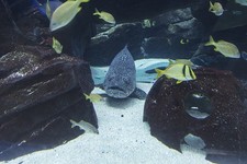 Photo:Atlanta Georgia USA Georgia Aquarium Whale Shark 2017 Fish Exhibit