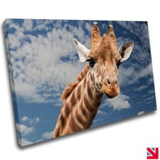 GIRAFFE ANIMAL POSE CANVAS Wall Art Picture Print