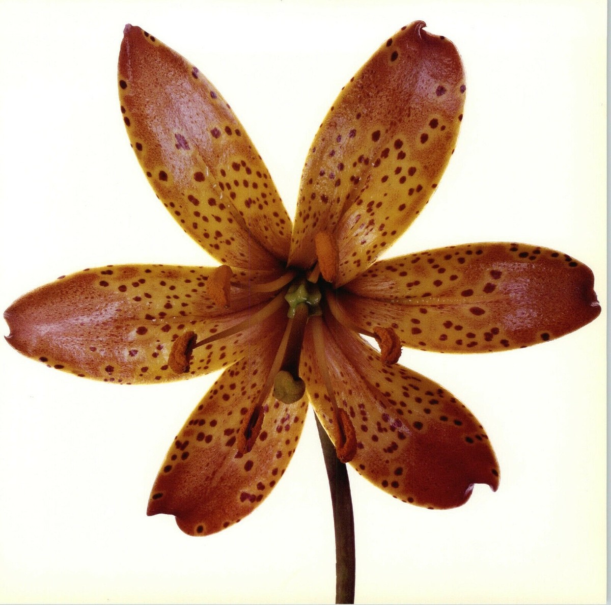 1980 Irving Penn ORIGINAL Paisley Hybrid Lily Flower Art Photo 11