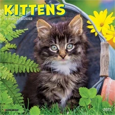 Kittens 2026 7 X 7 Mini Wall Calendar (Bookbook - Detail Unspecified)