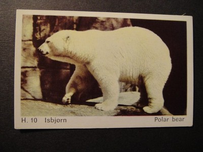 DANDY GUM WILD ANIMALS DANISH ENGLISH TEXT  #H10 ISBJORN THE POLAR BEAR