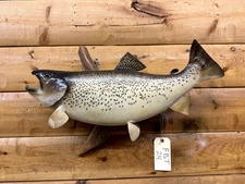 Real Skin Mount Lake Brown Trout Chinook Rainbow Salmon Fish Taxidermy FBT24